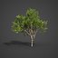 2021 PBR Collection de bois de santal indien Album Santalum
