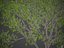2021 PBR Collection de bois de santal indien Album Santalum