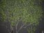 2021 PBR Collection de bois de santal indien Album Santalum