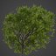2021 PBR Collection de bois de santal indien Album Santalum