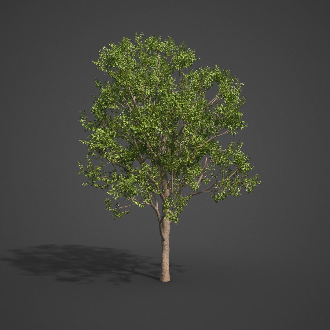 tree nature 3D https://p.turbosquid.com/ts-thumb/z2/TMfYts/xa/as18_08/png/1611004997/1920x1080/fit_q87/4936290d52281f0d6e0029f9469c5e5eed9f13b0/as18_08.jpg