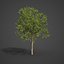2021 PBR Collection de bois de santal indien Album Santalum