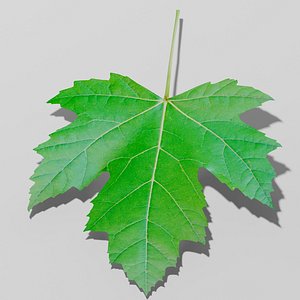 Sycamore maple leaf Acer pseudoplatanus