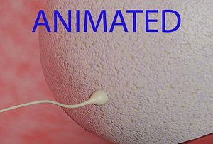 3d model of human fertilization