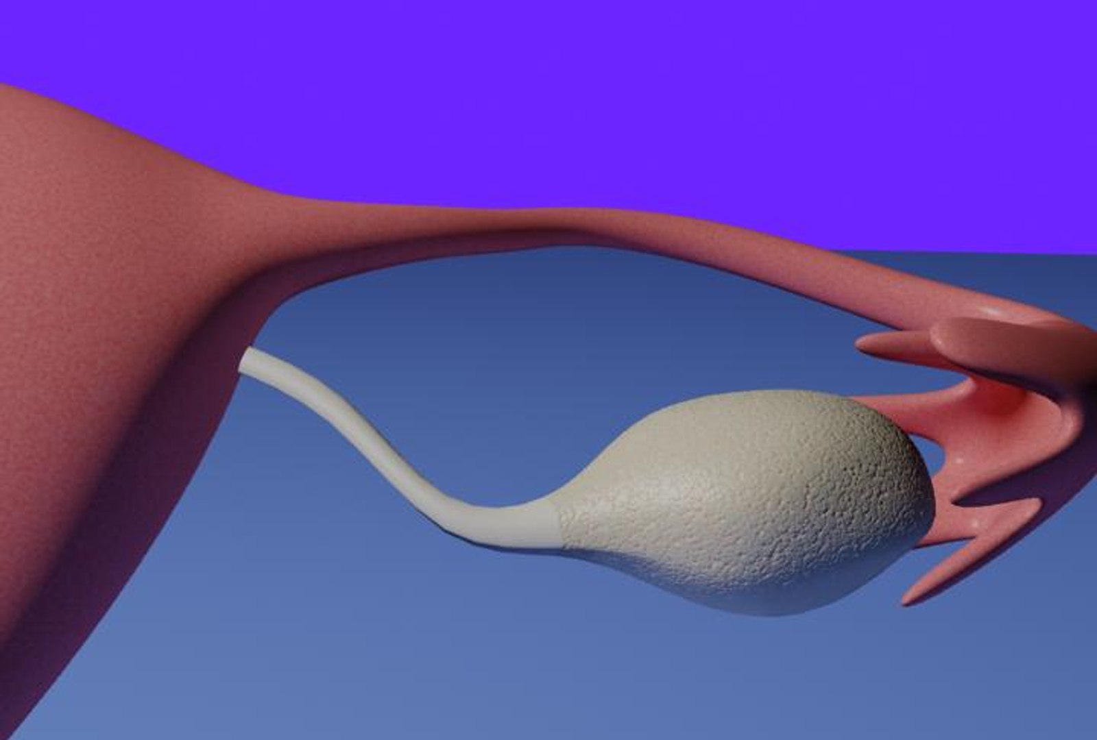 3d model of human fertilization https://p.turbosquid.com/ts-thumb/z2/gVJEwL/COrFOINv/fec3/jpg/1255242494/1920x1080/fit_q87/7f131538ac864df9d8a1d57f6a27369ad233ee25/fec3.jpg