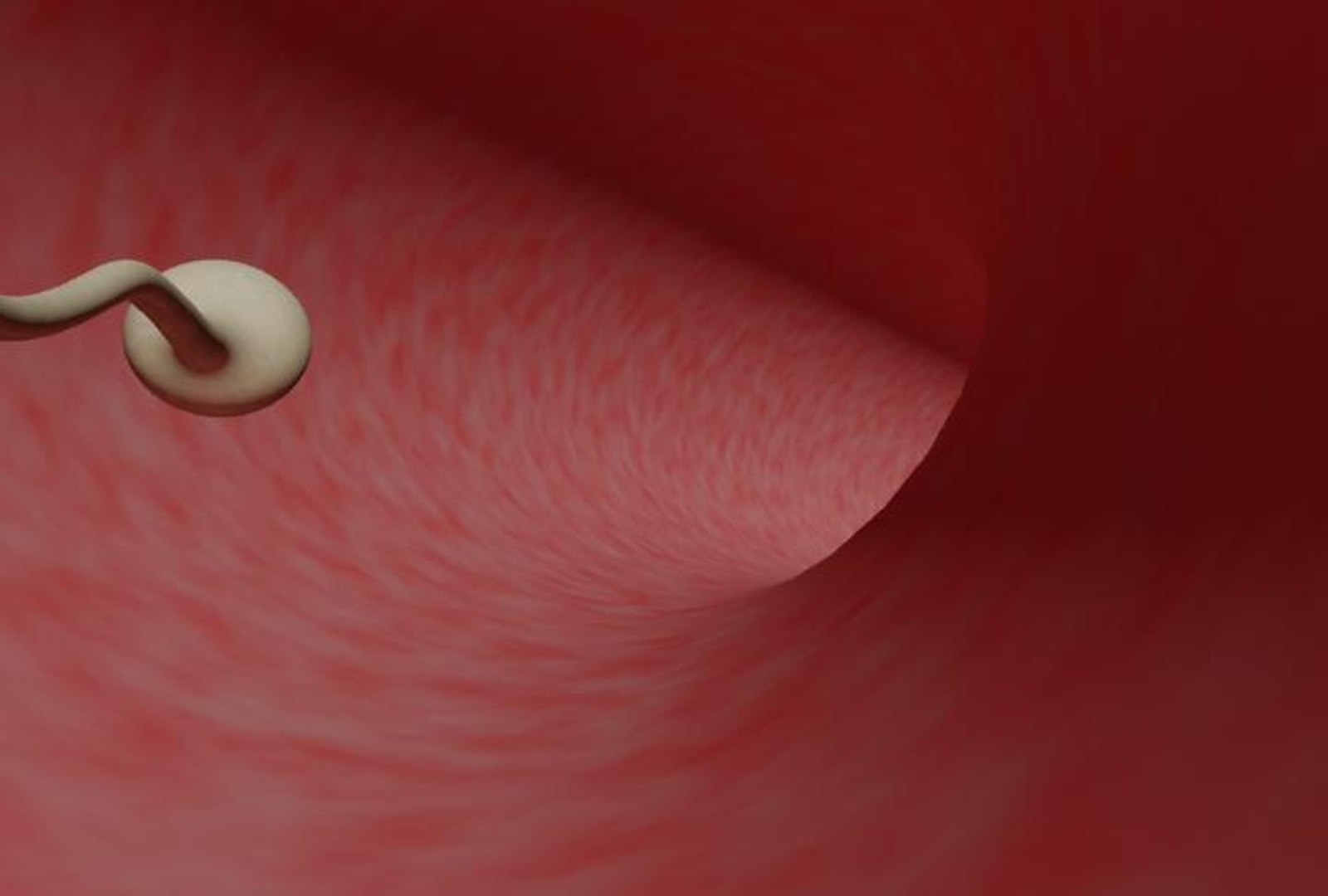 3d model of human fertilization https://p.turbosquid.com/ts-thumb/z2/gVJEwL/Cn0FnSEV/fec15/jpg/1255242478/1920x1080/fit_q87/e88536329c920475fb57ada21ffad00b261d1ac7/fec15.jpg
