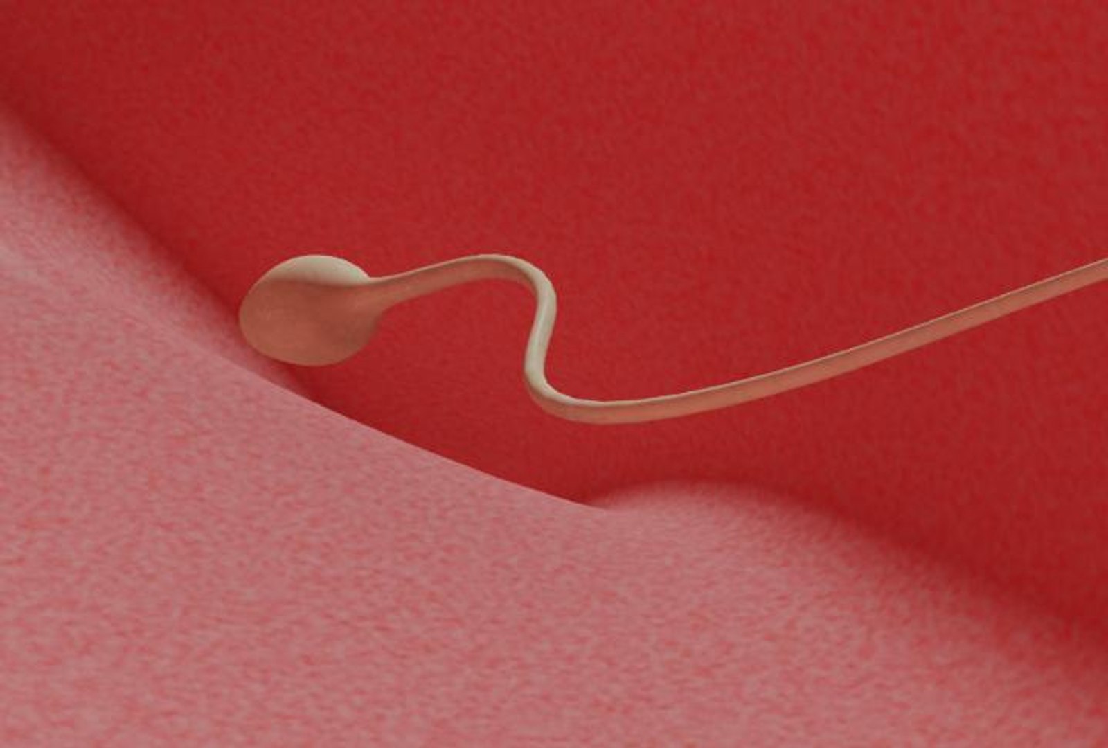 3d model of human fertilization https://p.turbosquid.com/ts-thumb/z2/gVJEwL/rQGXt6Jv/fec9/jpg/1255242501/1920x1080/fit_q87/512c48c05fb429e1eed295bce2fce407af3fecb4/fec9.jpg