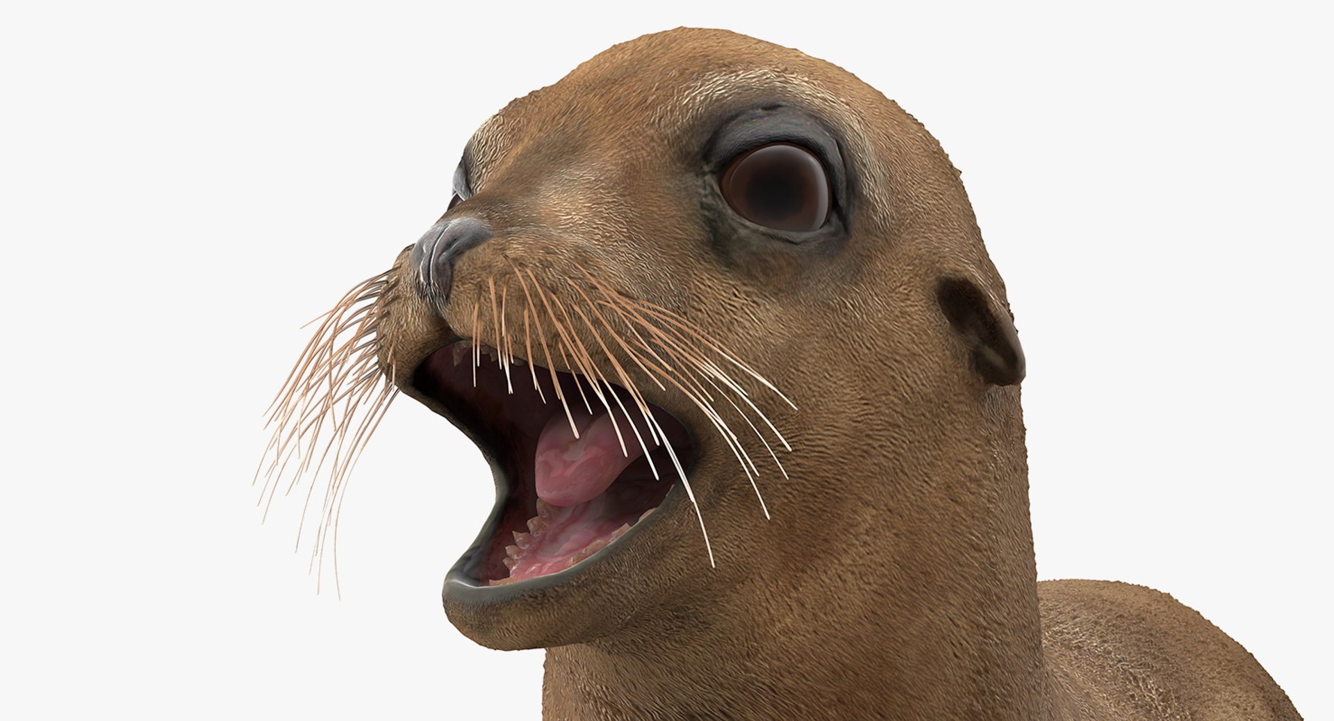 3D baby sea lion rigged https://p.turbosquid.com/ts-thumb/z2/nFQ5d3/8bYeOLrM/babysealionriggedc4dmodel015/jpg/1563839202/1920x1080/fit_q87/cec822f6113738ee3a8457dbbcc73b769f922fe6/babysealionriggedc4dmodel015.jpg