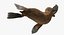 Baby Sea Lion Rigged for Cinema 4D
