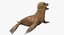 Baby Sea Lion Rigged for Cinema 4D