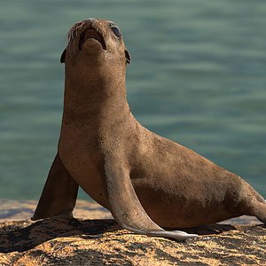 Baby Sea Lion Rigged for Cinema 4D