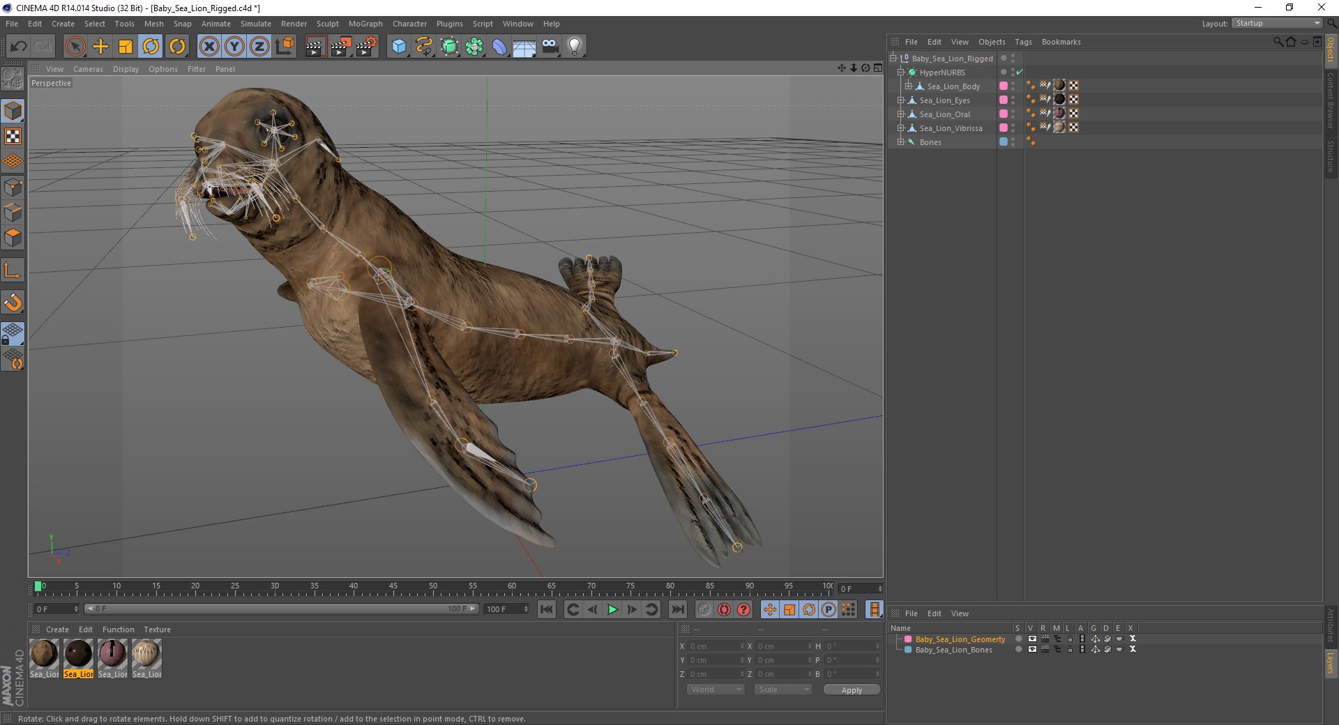 3D baby sea lion rigged https://p.turbosquid.com/ts-thumb/z2/nFQ5d3/Z0nDXdMX/baby_sea_lion_rigged_c4d_04/jpg/1575450722/1920x1080/fit_q87/4c962ac3a6d9e38ca2274ae7fdf44d6ba52ced22/baby_sea_lion_rigged_c4d_04.jpg