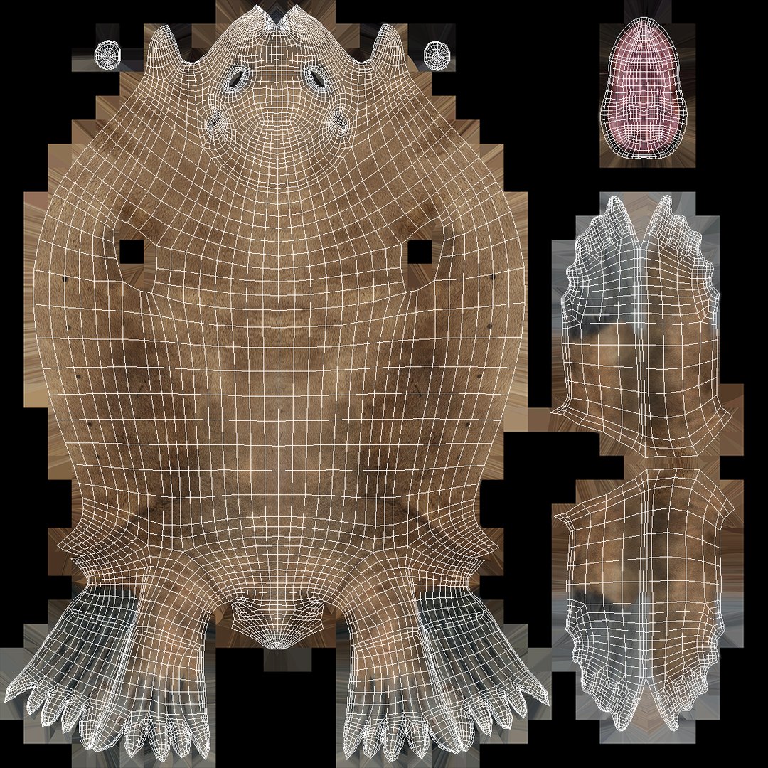 3D baby sea lion rigged https://p.turbosquid.com/ts-thumb/z2/nFQ5d3/caN2h265/babysealionriggedc4dmodel020/jpg/1563839220/1920x1080/fit_q87/d37b1e2a19201792a9cf82fdff9942f3affb56d1/babysealionriggedc4dmodel020.jpg