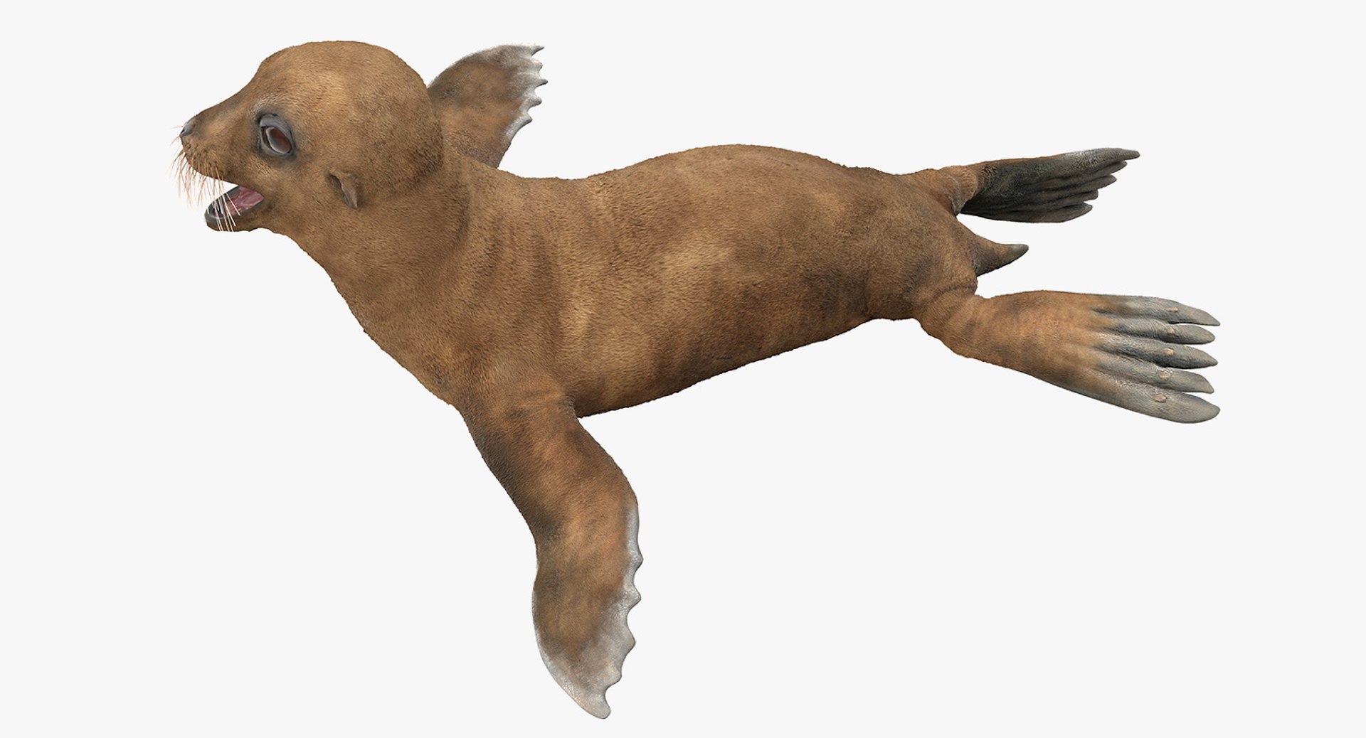 3D baby sea lion rigged https://p.turbosquid.com/ts-thumb/z2/nFQ5d3/dEQwXhoP/babysealionriggedc4dmodel012/jpg/1563839192/1920x1080/fit_q87/8868106c587d2d0ea475a96accc924940eee4e75/babysealionriggedc4dmodel012.jpg
