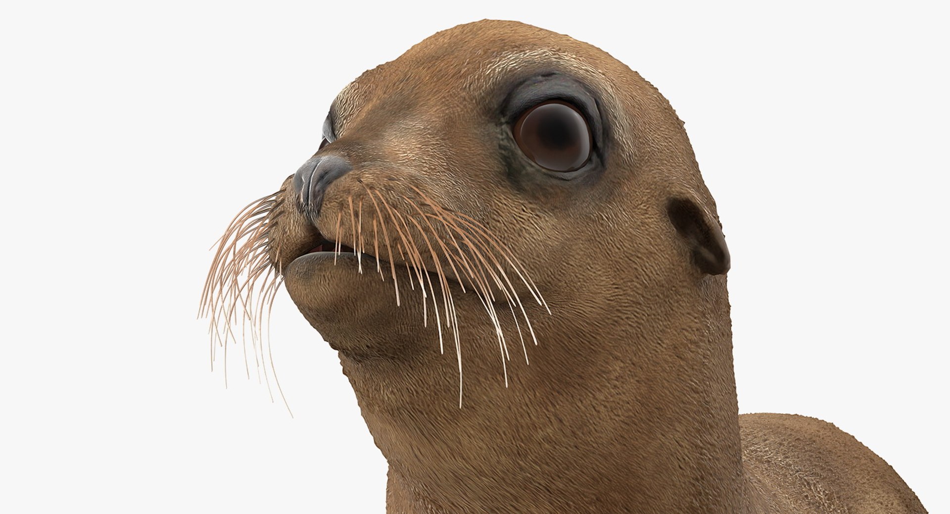 3D baby sea lion rigged https://p.turbosquid.com/ts-thumb/z2/nFQ5d3/fziyECXn/babysealionriggedc4dmodel014/jpg/1563839198/1920x1080/fit_q87/1ee1955eab6a6d1309b2f13c493d8cd59aeab097/babysealionriggedc4dmodel014.jpg