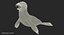Baby Sea Lion Rigged for Cinema 4D