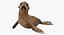 Baby Sea Lion Rigged for Cinema 4D