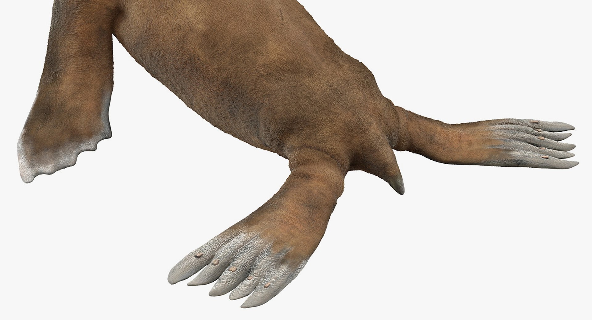 3D baby sea lion rigged https://p.turbosquid.com/ts-thumb/z2/nFQ5d3/vMfUGmMC/babysealionriggedc4dmodel017/jpg/1563839208/1920x1080/fit_q87/2c58bca21a04c5391ba2ab4519955db0e57c2141/babysealionriggedc4dmodel017.jpg
