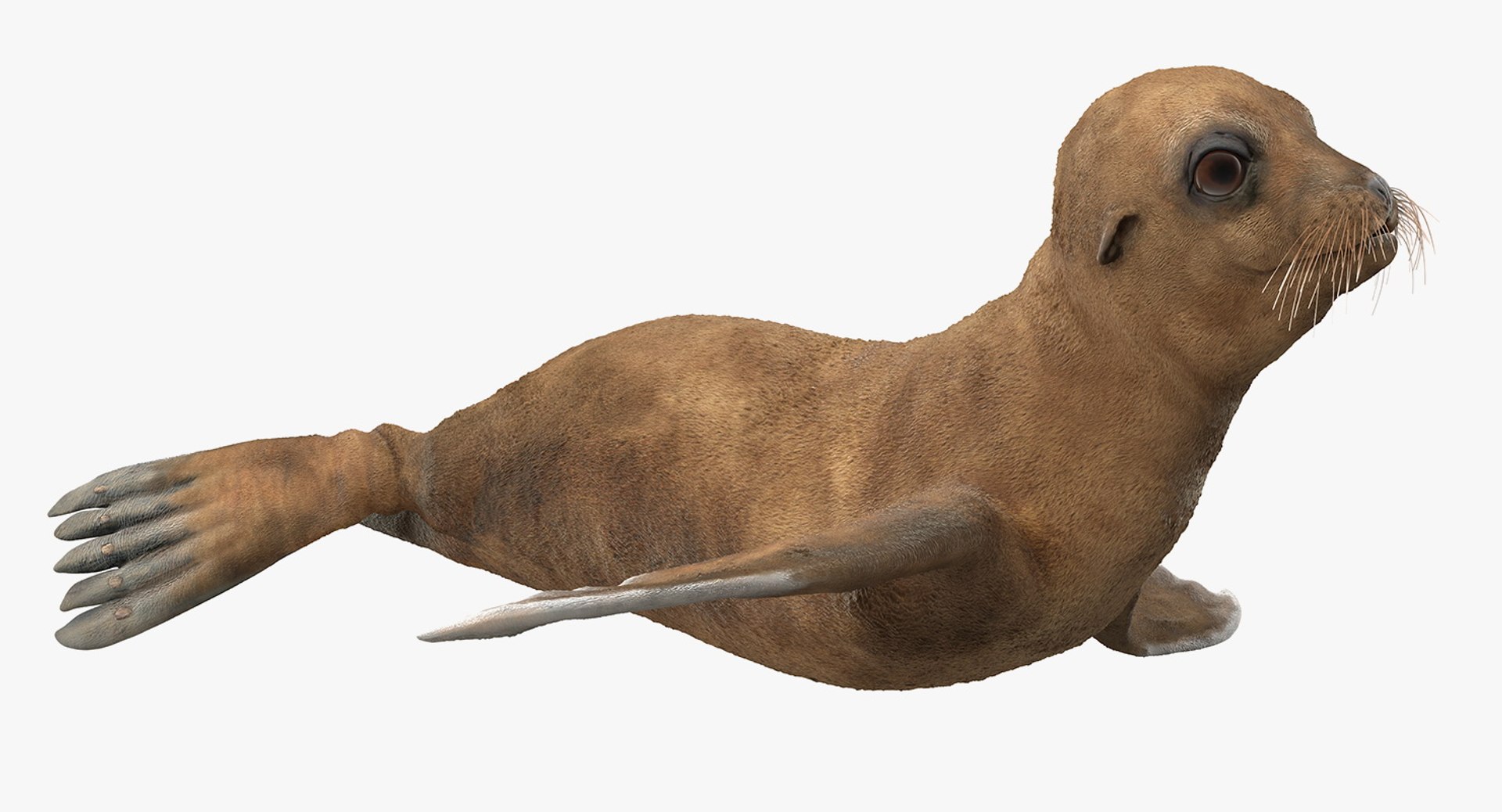 3D baby sea lion rigged https://p.turbosquid.com/ts-thumb/z2/nFQ5d3/yGkg1YXL/babysealionriggedc4dmodel010/jpg/1563839187/1920x1080/fit_q87/963edbe5b2c15c8c68e30af5ee362510124df64e/babysealionriggedc4dmodel010.jpg