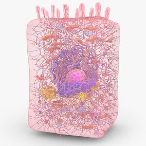 Animal Cell