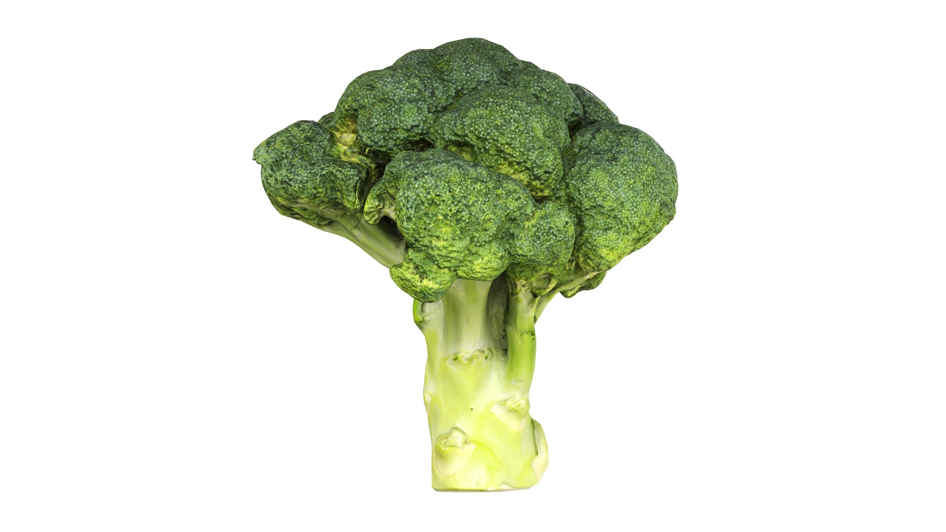 Broccoli 3D model https://p.turbosquid.com/ts-thumb/z2/tUargJ/2n/005/jpg/1732641867/1920x1080/fit_q87/c9dce5f00d2e624bdcac2c3341cde600d545e869/005.jpg