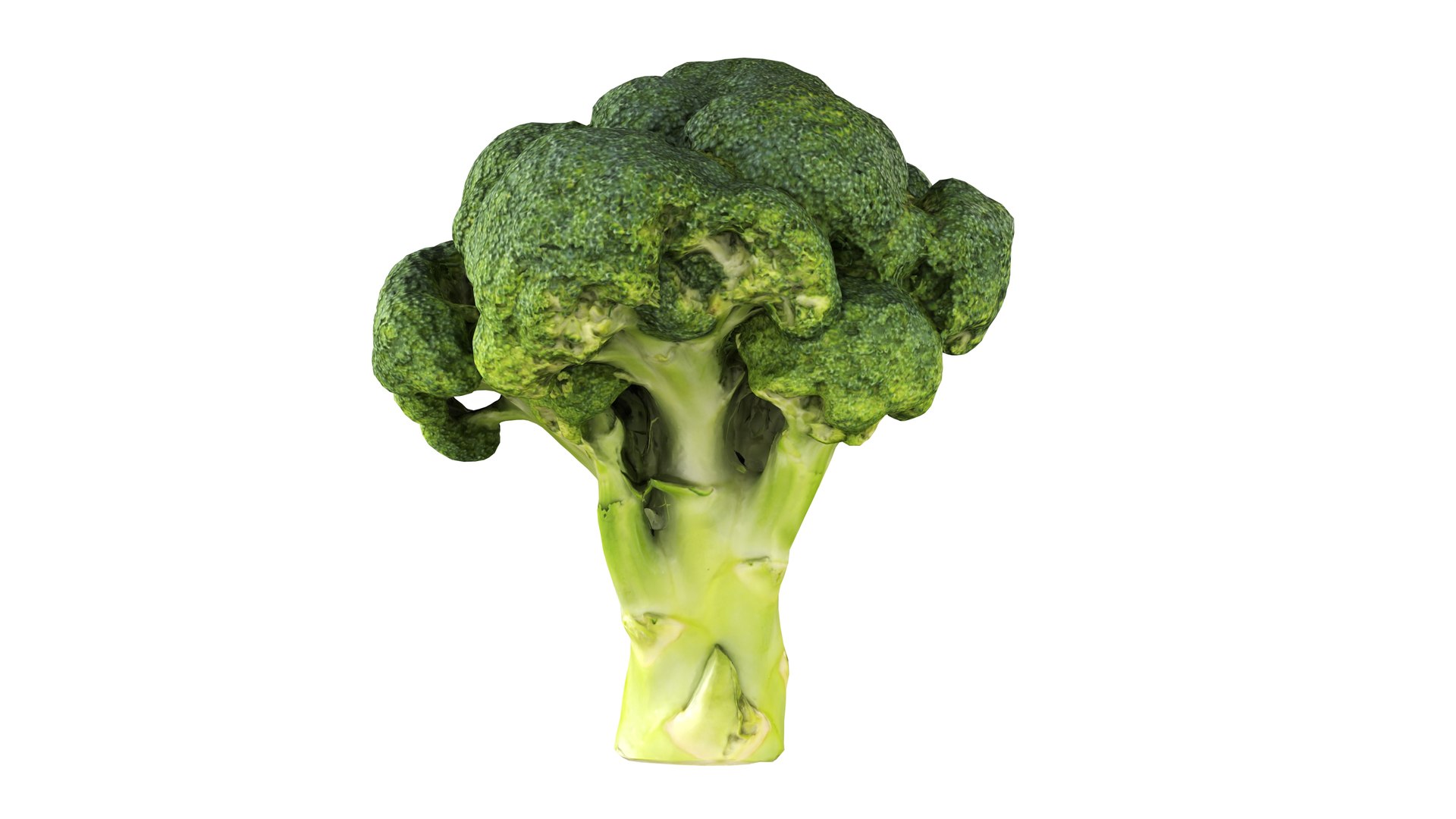 Broccoli 3D model https://p.turbosquid.com/ts-thumb/z2/tUargJ/3H/003/jpg/1732641866/1920x1080/fit_q87/e0ac69eedafad04bc9aa76aafe40069f1d4c2596/003.jpg