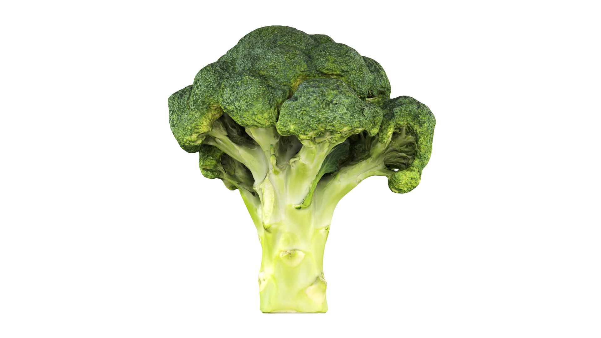 Broccoli 3D model https://p.turbosquid.com/ts-thumb/z2/tUargJ/Gj/006/jpg/1732641867/1920x1080/fit_q87/66c41c2c40f9ad9dbb369ac1aea1ab4c68d2e199/006.jpg