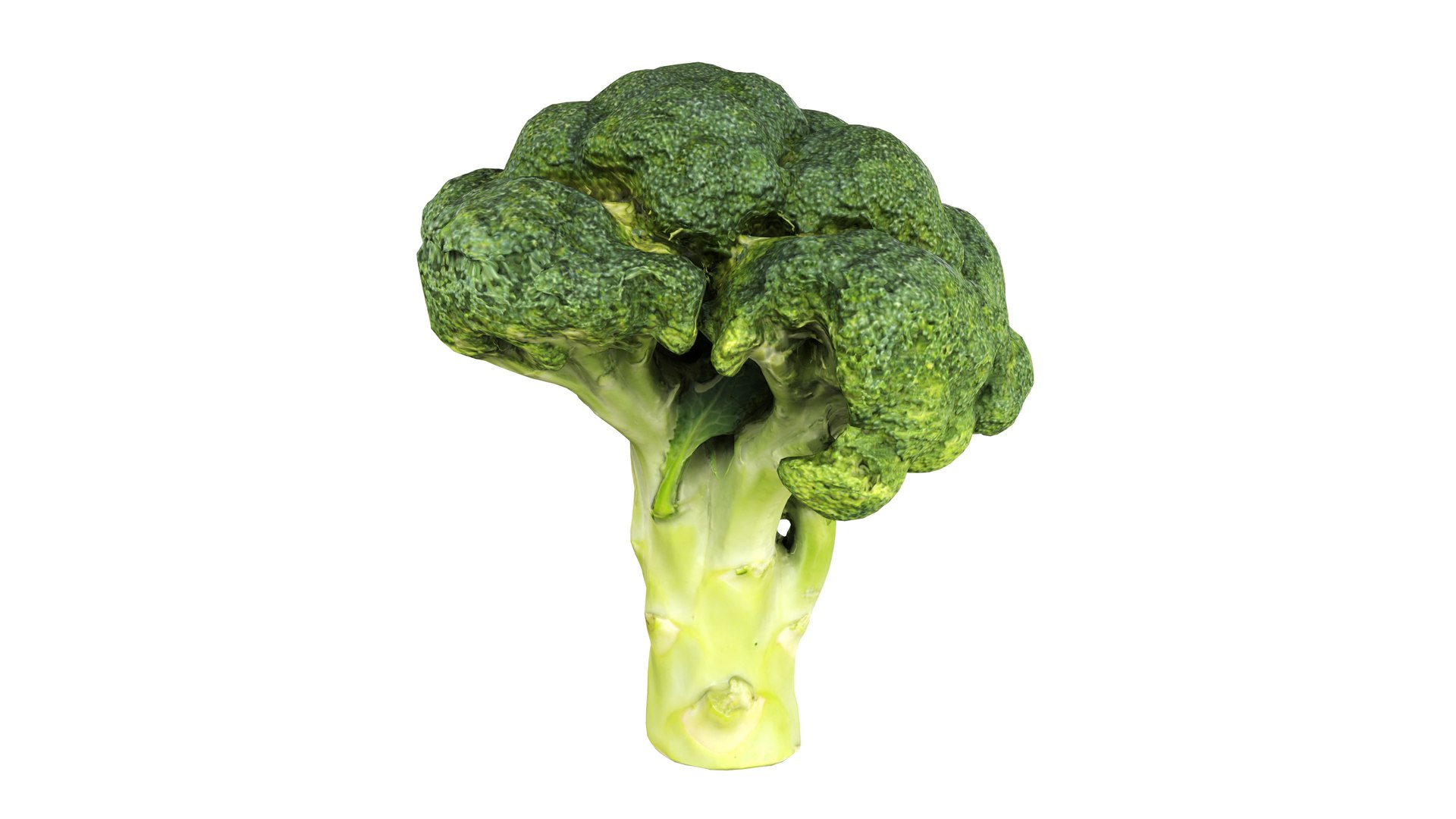 Broccoli 3D model https://p.turbosquid.com/ts-thumb/z2/tUargJ/ds/002/jpg/1732641864/1920x1080/fit_q87/8264fc31a6f557b8e62c6629d27f7ec8afe71923/002.jpg