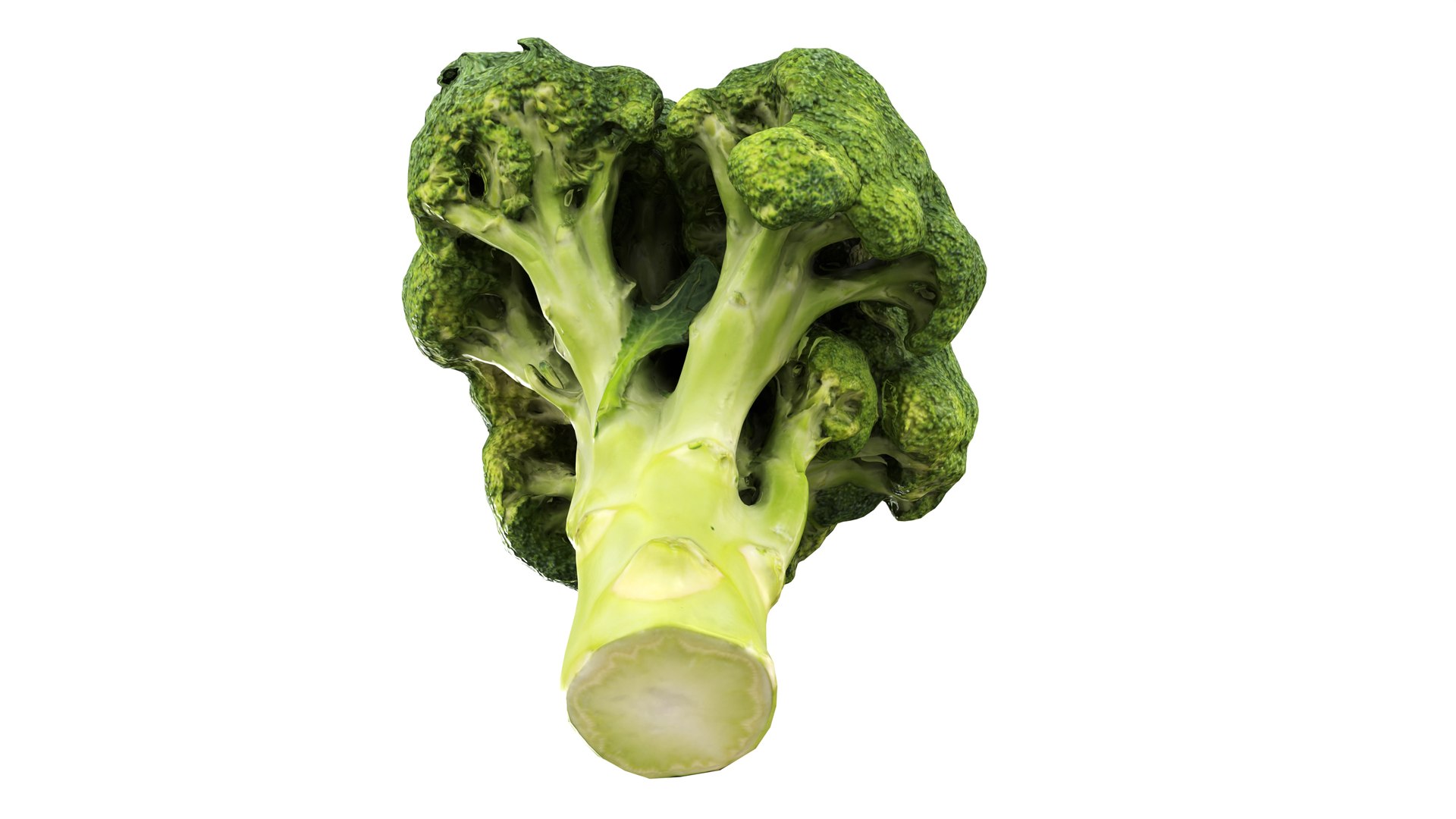 Broccoli 3D model https://p.turbosquid.com/ts-thumb/z2/tUargJ/iR/004/jpg/1732641865/1920x1080/fit_q87/824ad7a21b10db1417eaaa83305583229be2b062/004.jpg