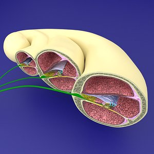 Cochlear duct organ of corti