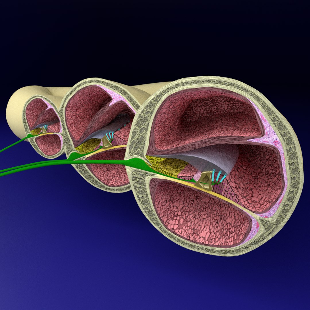 Inner Ear Organ Cochlear 3D - TurboSquid 1612690