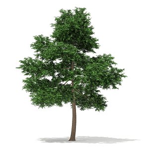 3d scots pine tree pinus