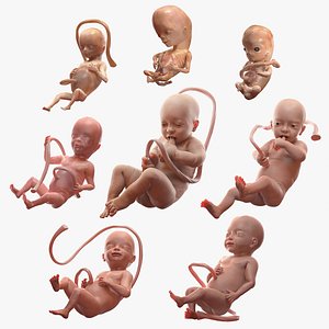 3D Rigged Embryos Full Collection for Modo