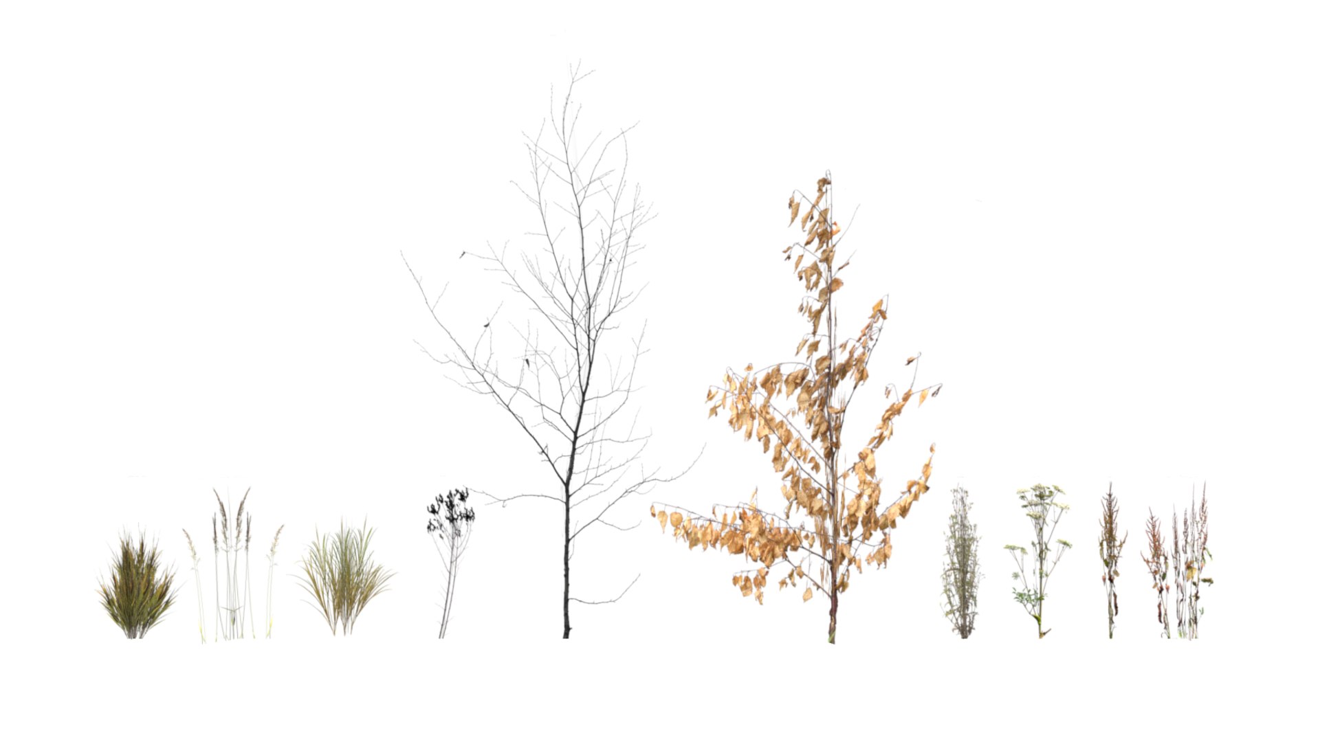 Dried plants 3D - TurboSquid 1360726