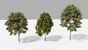 trees realistic 3D