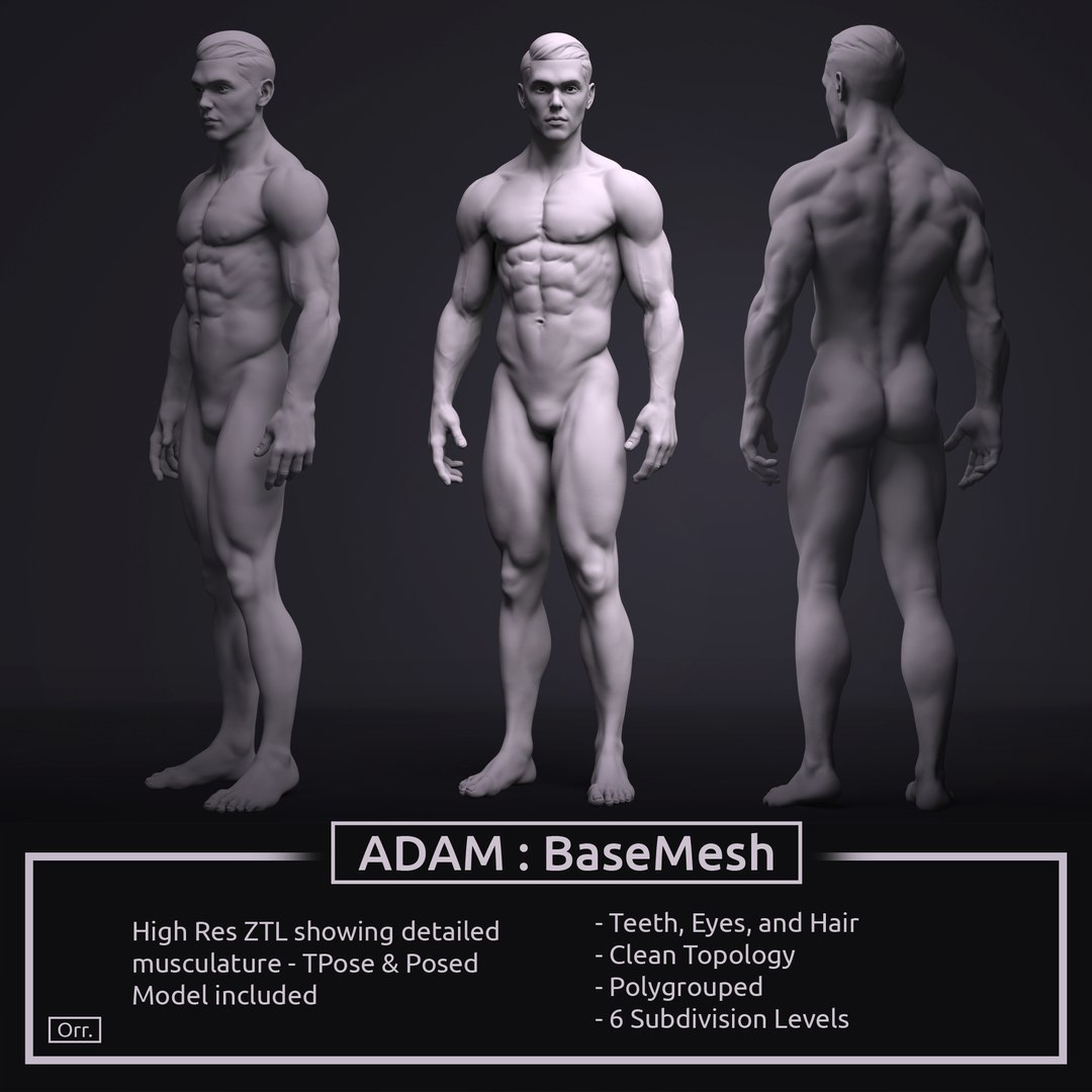 3D model zbrush male anatomy basemesh https://p.turbosquid.com/ts-thumb/z3/Nae3PQ/MoLcccRU/male_squaread_01_firstdraft/jpg/1524012501/1920x1080/fit_q87/45b999690d31c4bb7497e59ea77d2ace12af802e/male_squaread_01_firstdraft.jpg