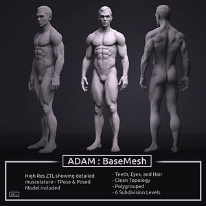 3D model zbrush male anatomy basemesh