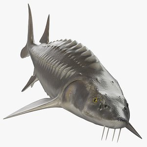 White Sturgeon Rigged model