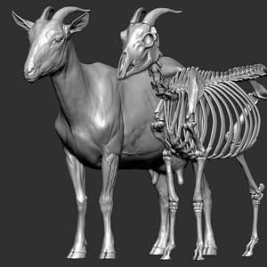 Goat VFX skeleton model