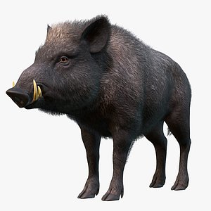 Wild Boar - Male