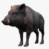 Wild Boar - Male