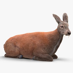 Sitting Musk Deer Fur