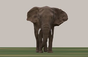 3D Elephant