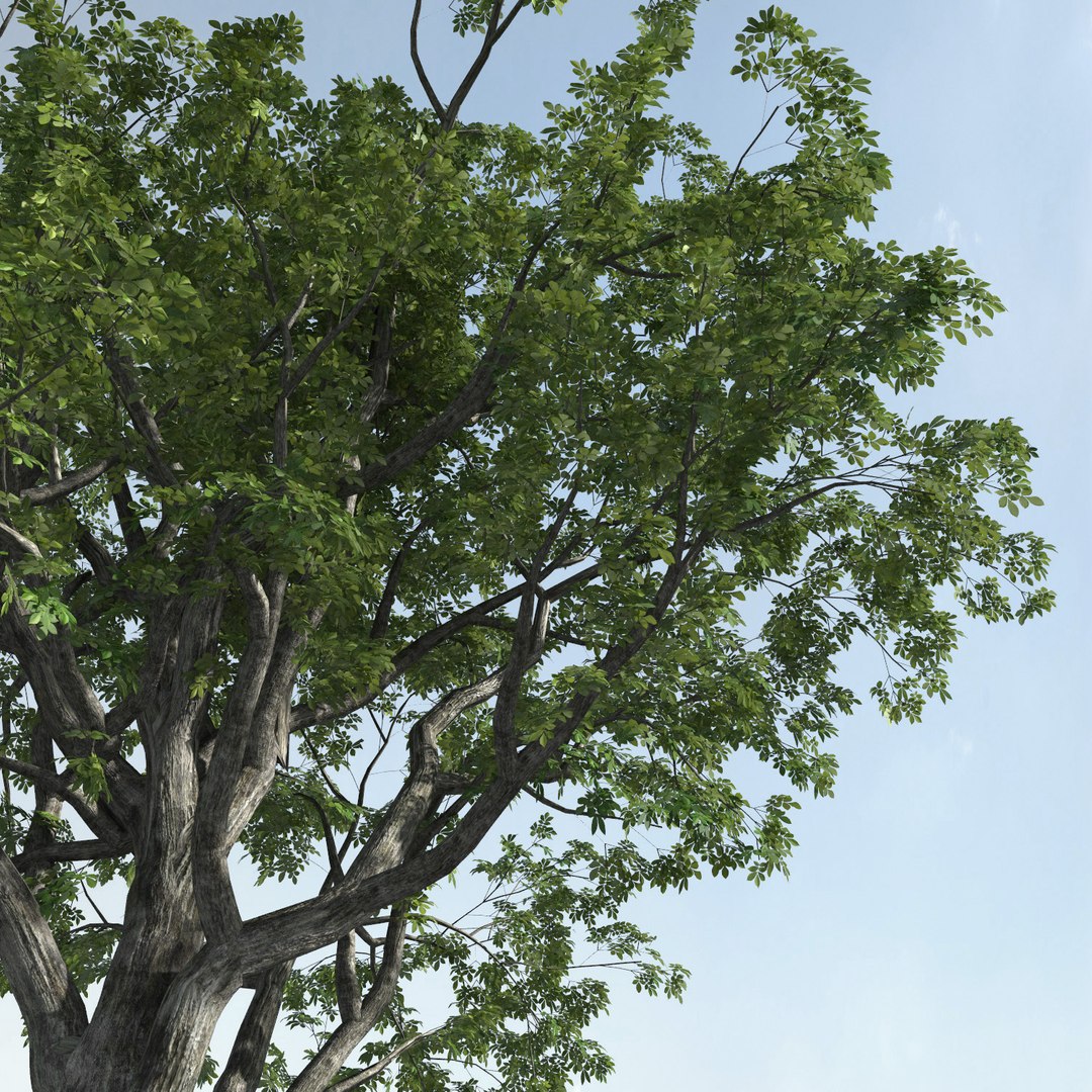 3D trees https://p.turbosquid.com/ts-thumb/z3/l91ZUv/Bj62v6yR/3_seasons_trees_24/jpg/1556829200/1920x1080/fit_q87/6a36f3858fdcf188713209757e06b8951d86317e/3_seasons_trees_24.jpg