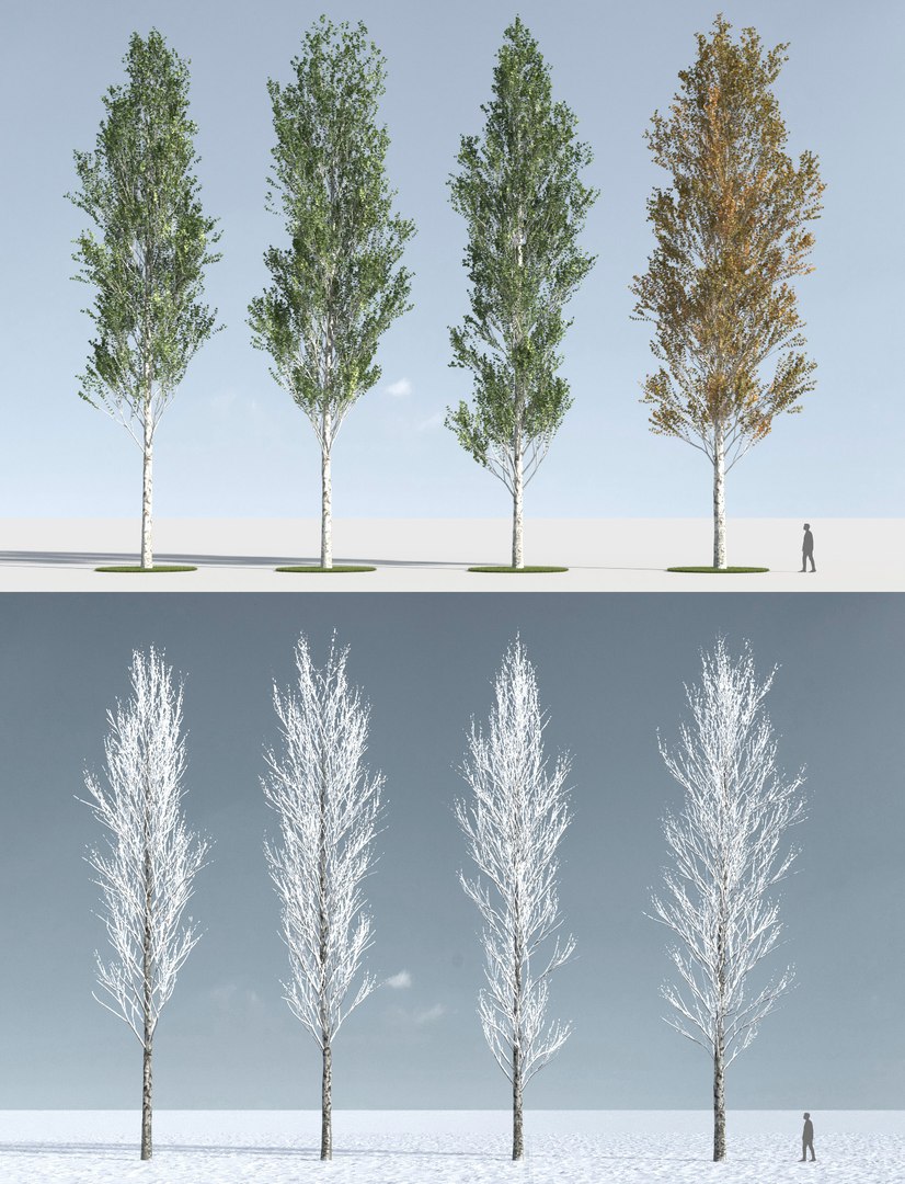 3D trees https://p.turbosquid.com/ts-thumb/z3/l91ZUv/ng1w3sv1/trees_p_2/jpg/1545921048/1920x1080/fit_q87/0d0990f67f0d5224768934331c32fc9745dd349d/trees_p_2.jpg