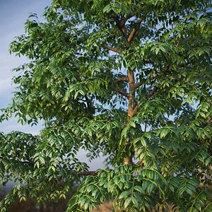 3D XfrogPlants West Indian Mahogany - Swietenia Mahagoni model