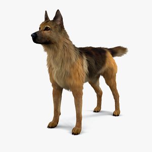 cat fur german shepherd 3D model