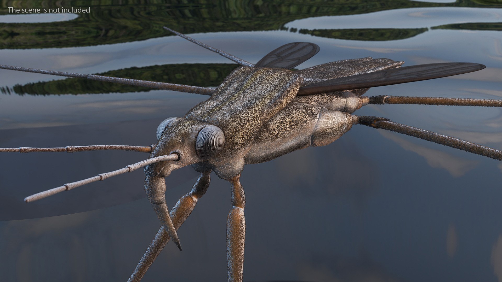 Water Strider Rigged 3D - TurboSquid 2115219