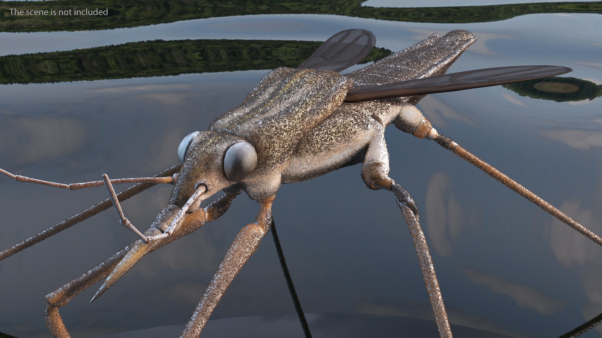 Water Strider Rigged 3D - TurboSquid 2115219