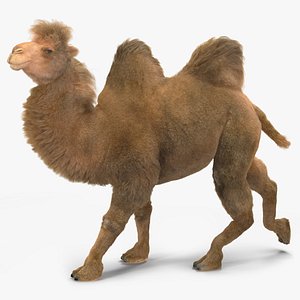Bactrian Camel Fur Rigged 3D
